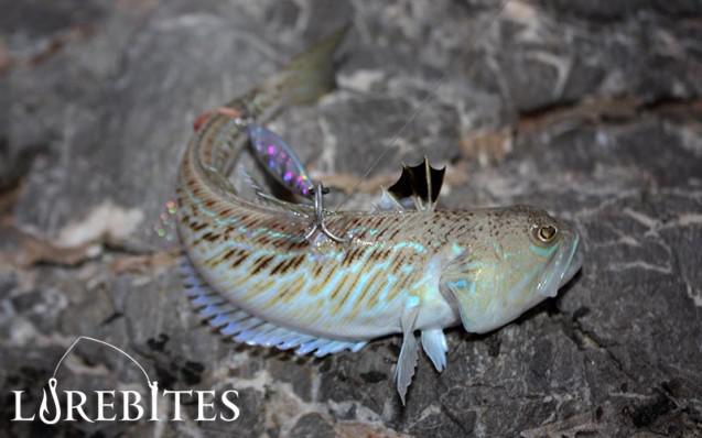 .... και στον βυθό!