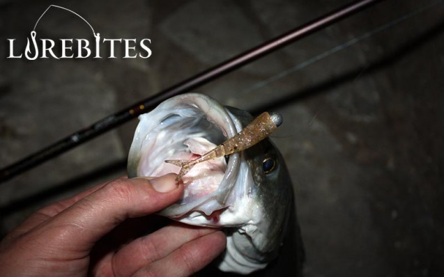 terabite20