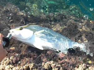 To C&R στο shore jigging θα πρέπει να θεωρείται επιβεβλημένο ειδικά για τα μικρά μανάλια...