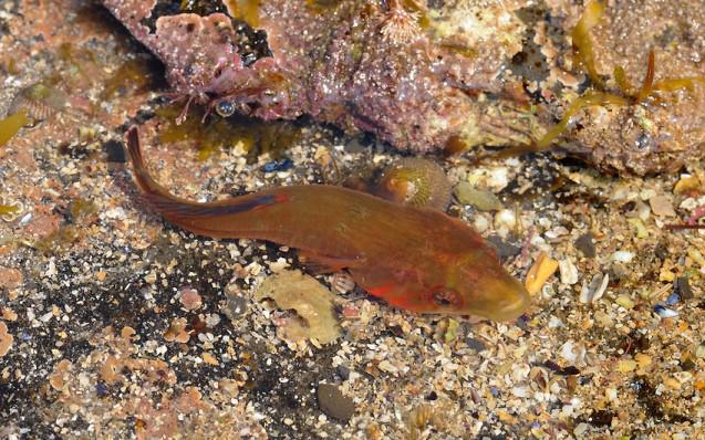 connemara-clingfish-lepadogaster-candollei-rst9210