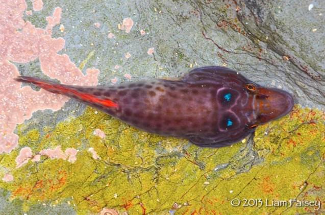 Lepadogaster Lepadogaster 