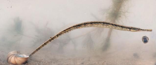 800px-Syngnathus_abaster_4