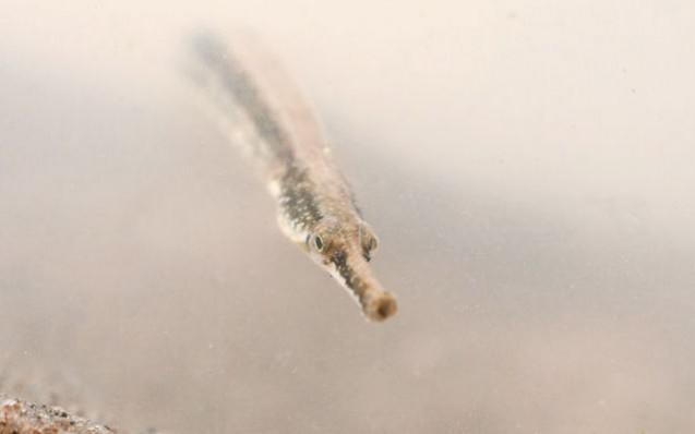 800px-Syngnathus_abaster_5
