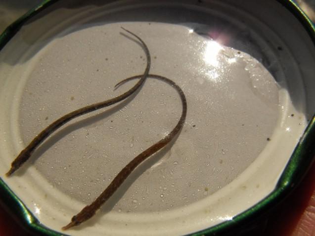 Syngnathus_abaster_7