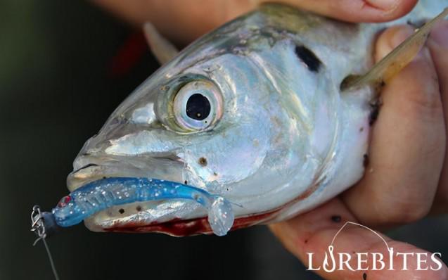 baby-buster-shad-2