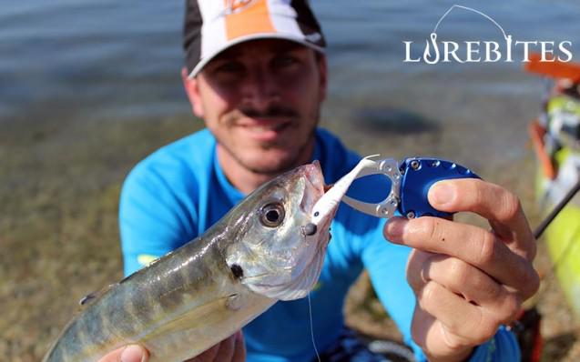 baby-buster-shad-3