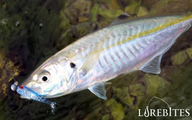 baby-buster-shad-5