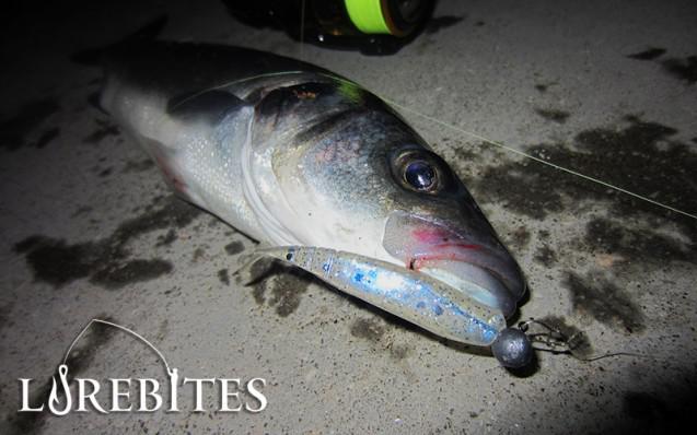 lavraki-drop-shad