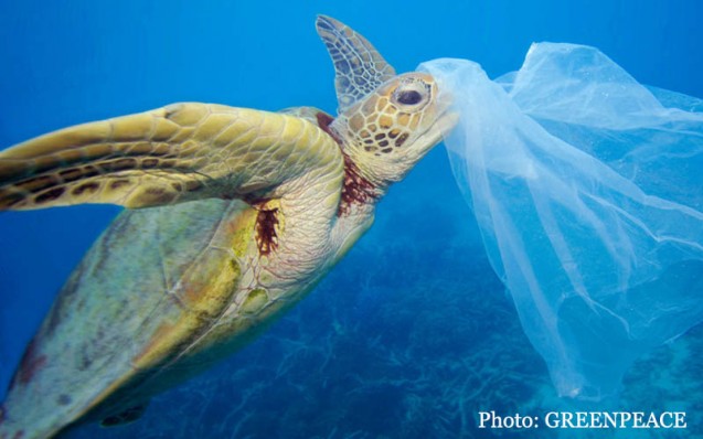 turtle_plastic