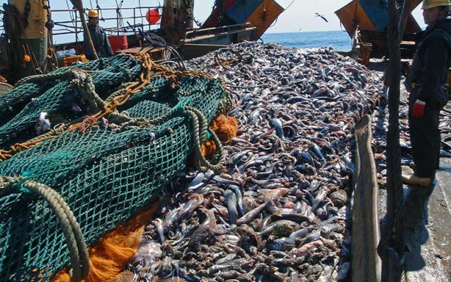 fish_wwf
